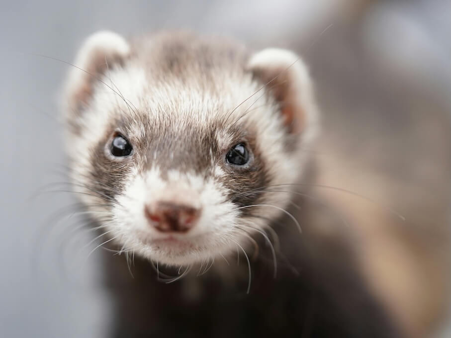 White and Black Ferret
