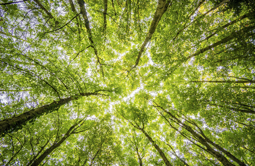 Worms Eyeview of Green Trees