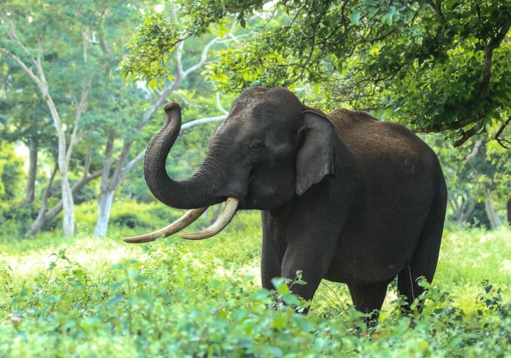 black elephant near trees