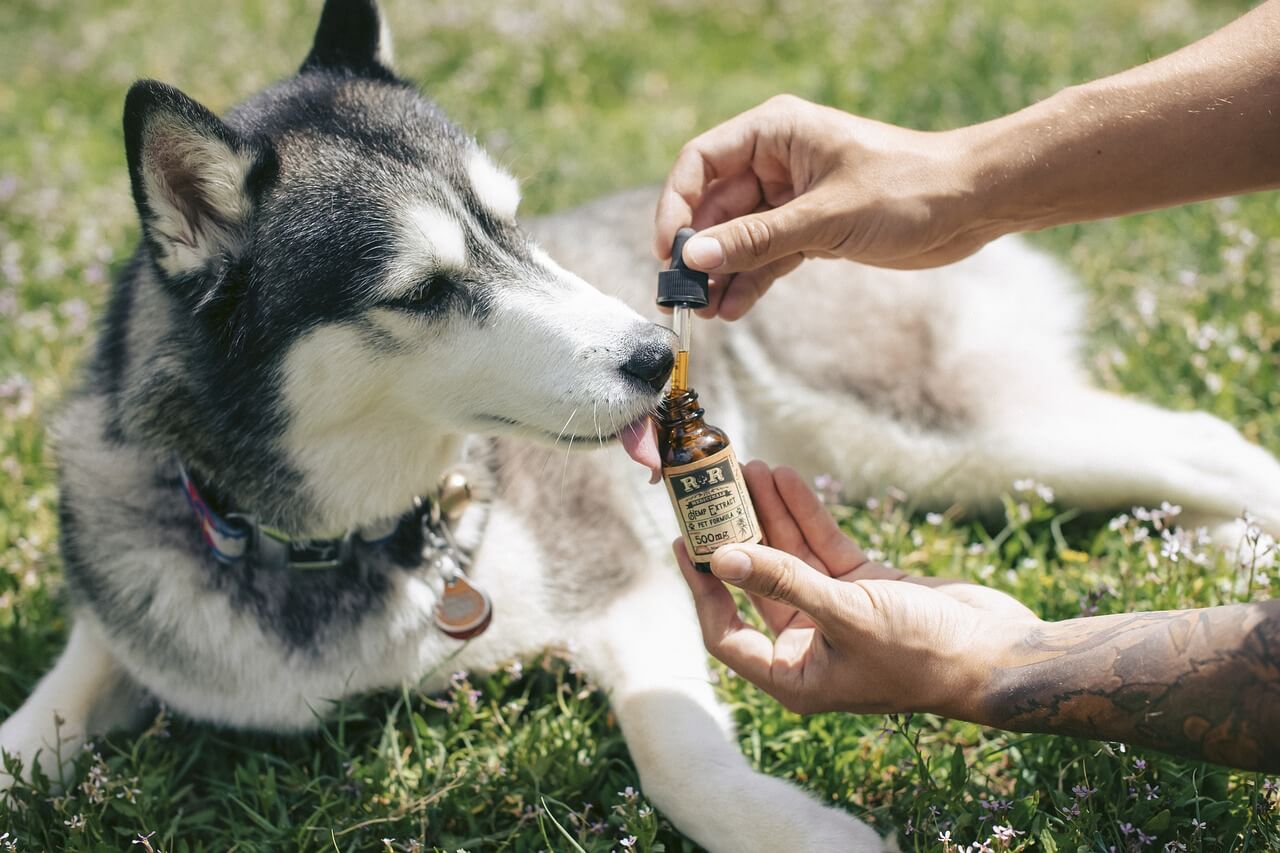 How CBD Dog Treats Helps in Reducing Anxiety in Dogs?