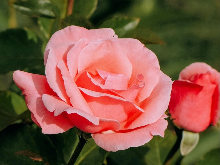 Pink Roses in Close Up Photography