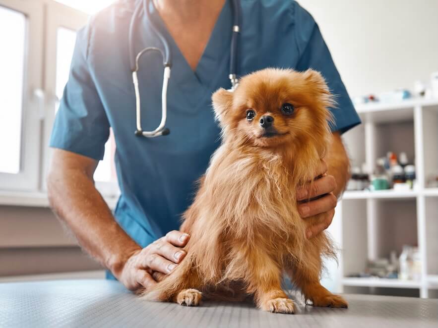 cute patient male vet in work uniform holding little beautiful dog which is sitting on the table and looking at camera at veterinary clinic medicine concept pet care concept animal hospital