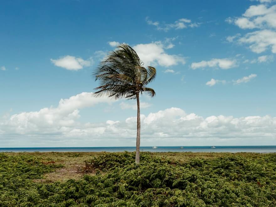 a palm tree on the shore or field near shore