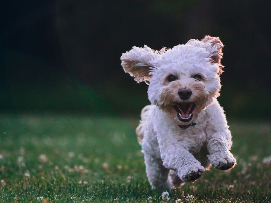 shallow focus photography of white shihtzu puppy running on the grass