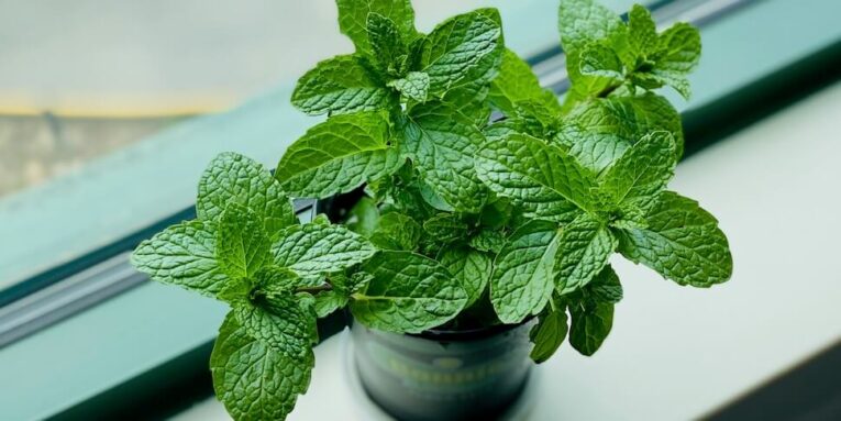 Mint and other plants are among some of the best plants for naturally deterring pests FEARTURED IMAGE