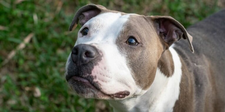 a brown and white dog standing on top of a lush green field FEATURED IMAGE
