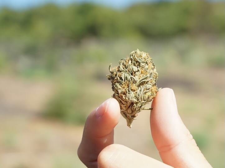 person holding brown and green plant
