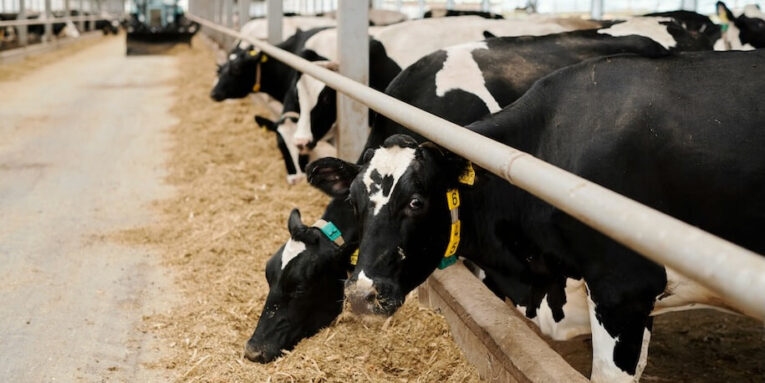 row of black and white cows standing by edge of large paddock inside contemporary animal farm and eating livestock feed against long aisle FEATURED IMAGE