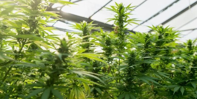 green leaf plants inside greenhouse FEATURED IMAGE