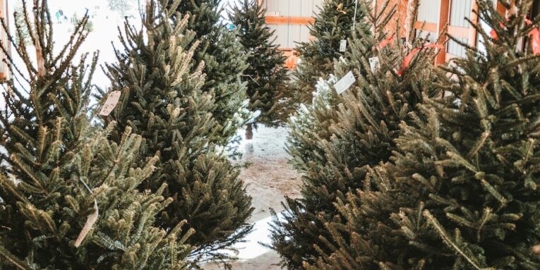 a row of christmas trees in a warehouse FEATURED IMAGE