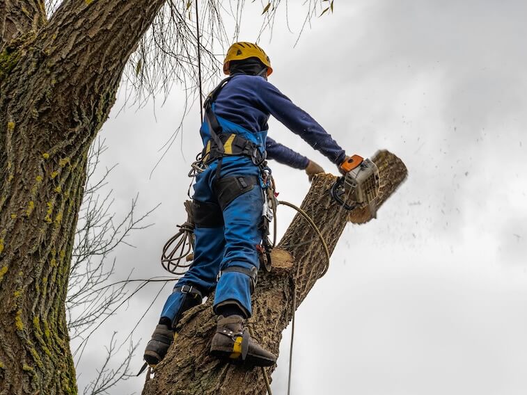 professional standing on the tree cutting arborist pruning removing a log safely tree surgeon working using old chainsaw falling standing multiple ropes equipment autumn cloudy sky