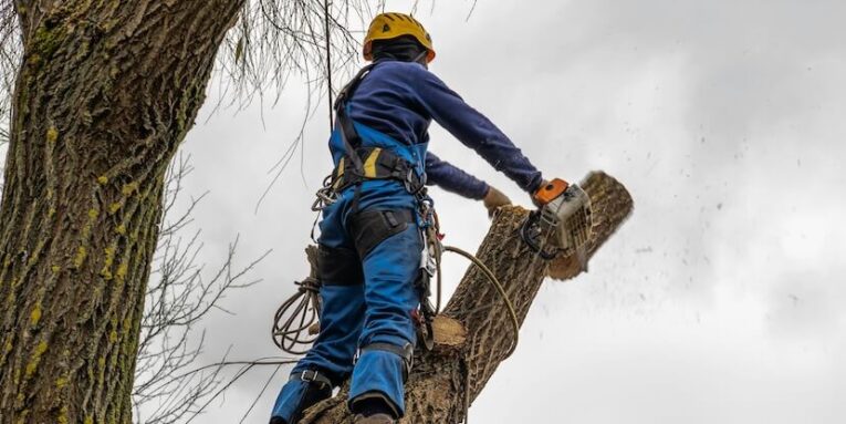 professional standing on the tree cutting arborist pruning removing a log safely tree surgeon working using old chainsaw falling standing multiple ropes equipment autumn cloudy sky FEATURED IMAGE