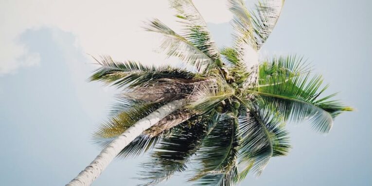 a palm tree with a blue sky in the background FEATURED IMAGE