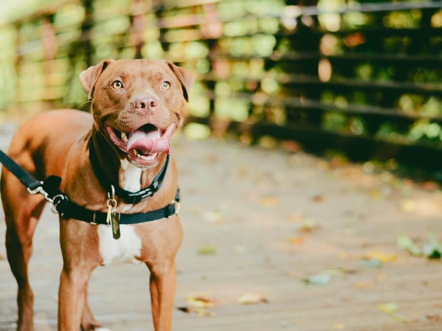brown and white coated pit bull wearing black leather dog body leash