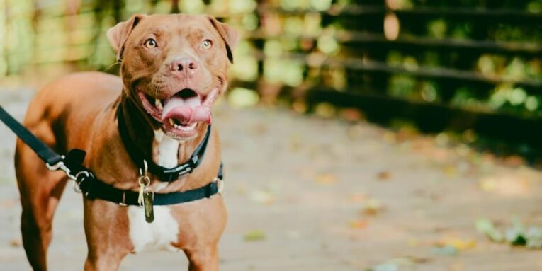 brown and white coated pit bull wearing black leather dog body leash FEATURED IMAGE