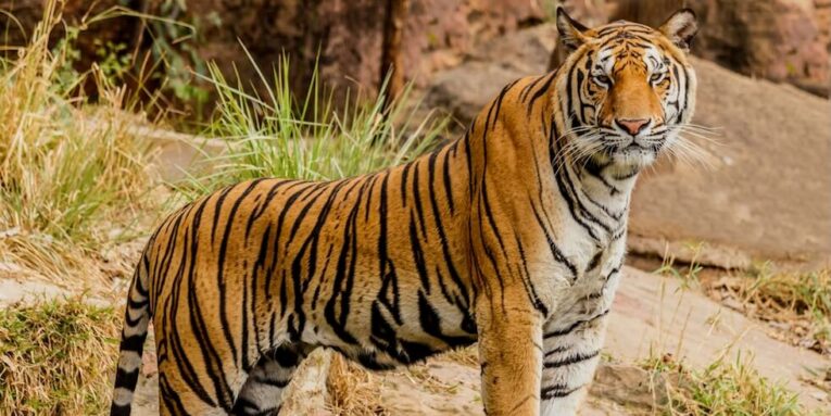 brown and black tiger on focus photography FEATURE IMAGE