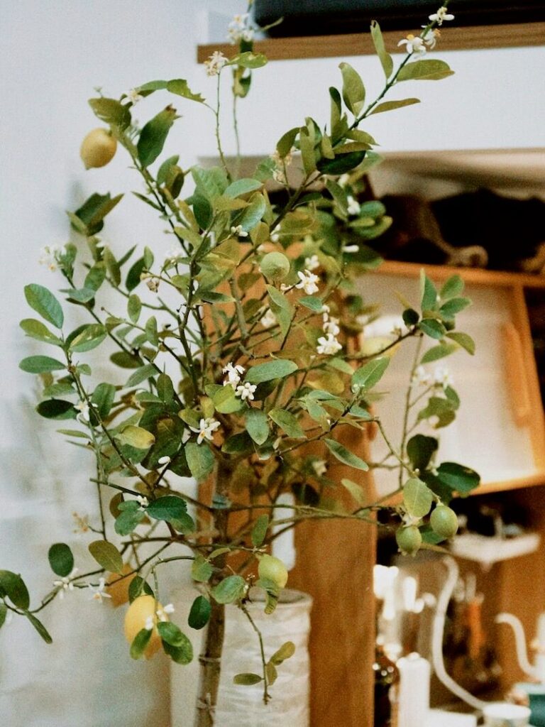 a plant in a vase