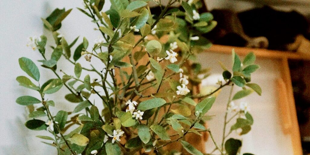 a plant in a vase FEATURE IMAGE