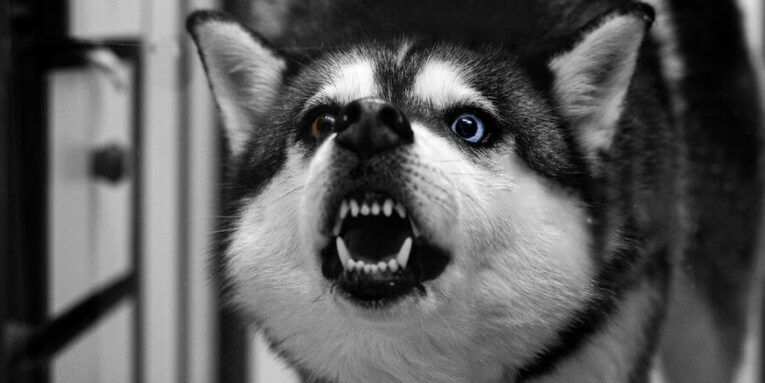 a snarling husky dog with blue eyes shows teeth FEATURED IMAGE