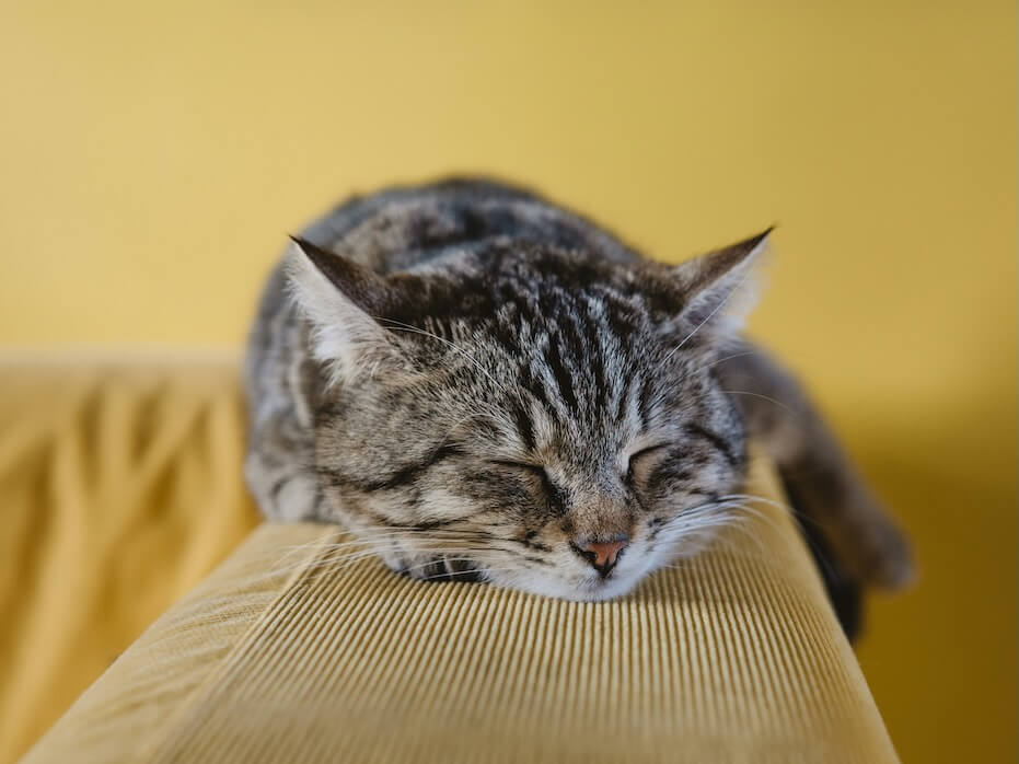 shallow focus photography of brown tabby kitten on couch