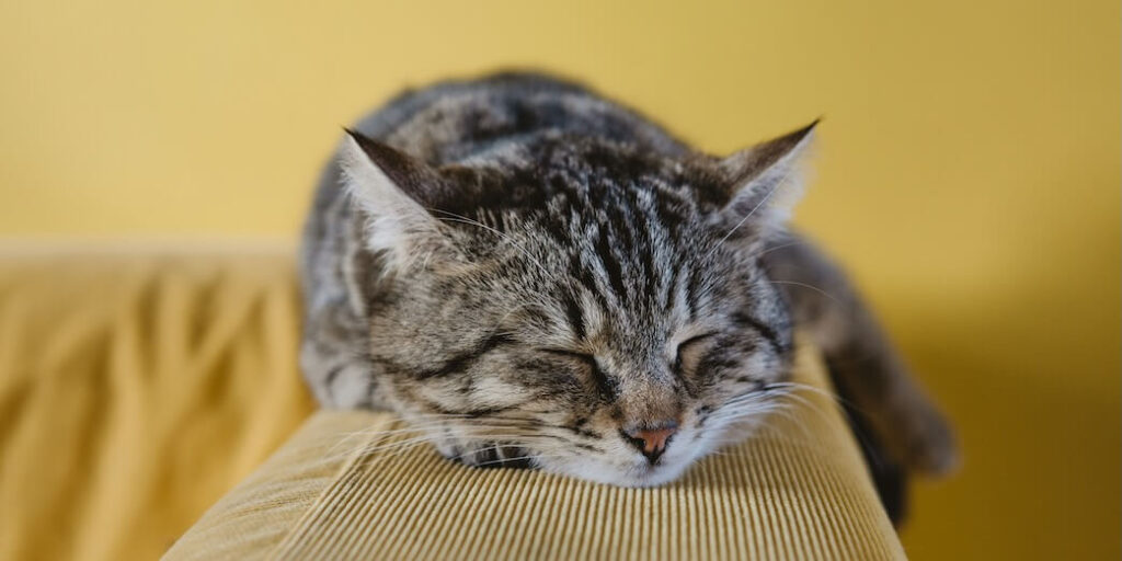 shallow focus photography of brown tabby kitten on couch FEATURED IMAGE
