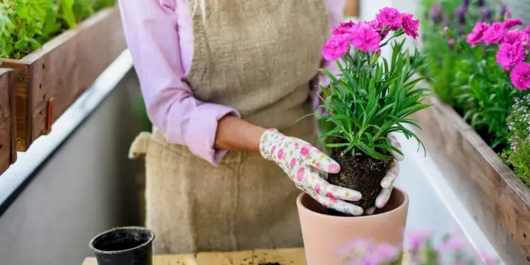 midsection of unrecognizable senior woman gardening on balcony in summer planting flowers FEATURED IMAGE