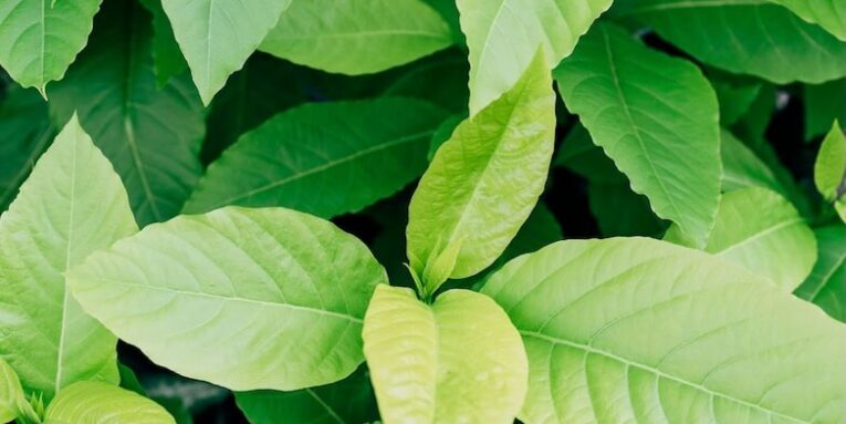 Vibrant green leaves in detail, showcasing natural foliage texture and color FEATURED IMAGE